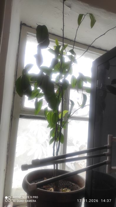 Денежное дерево 2 шт, лимон.