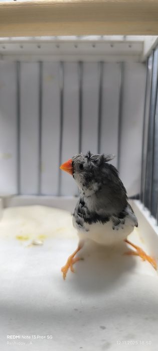 Амадинкала сотилади тайор кушла