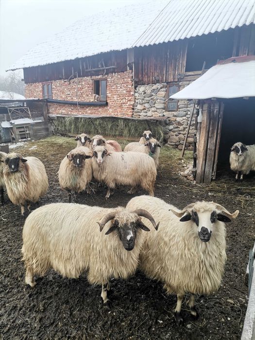 Oi breze de vânzare