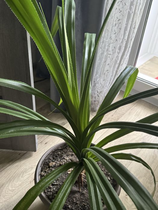 Пандан, 100 см с горшком