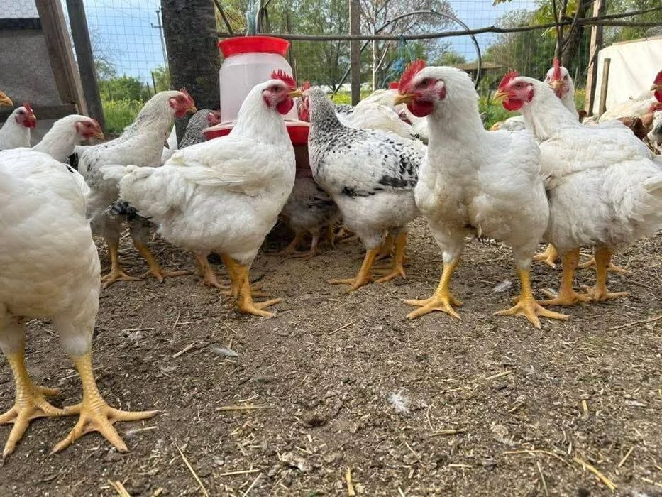 Ferma de pui Angro România