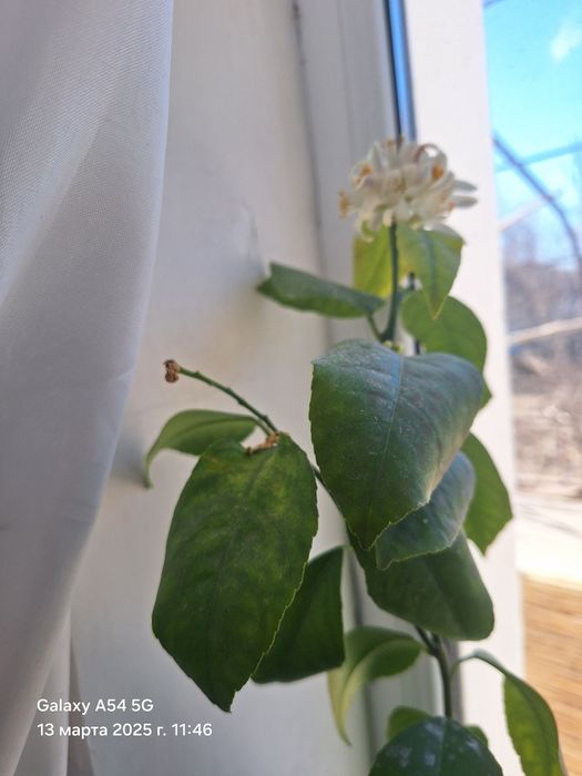 Лимон нали сатылады