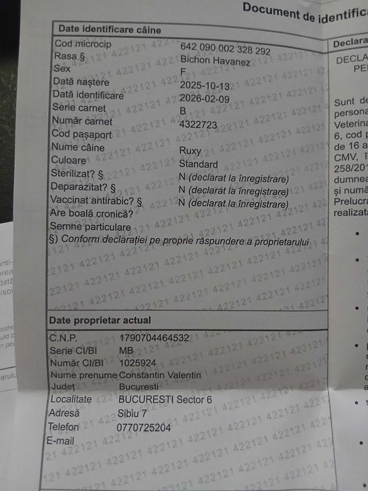 Bichon Havanez Fată