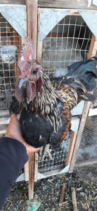 2 ta Lakadenze xo‘roz – naslli, kuchli va chiroyli zot