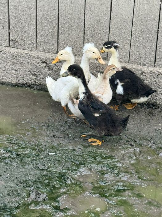 Vand boboci românești și rate mute
