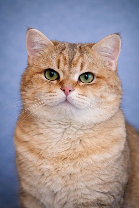 Британская золотая шиншилла .