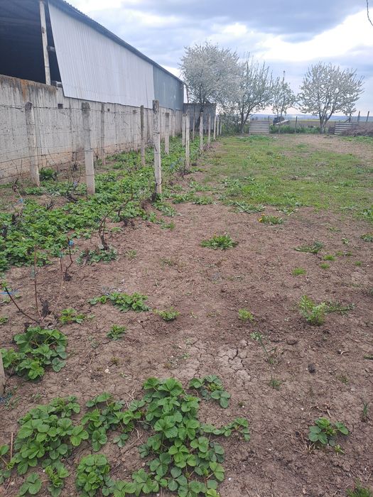 Vând casă plus teren