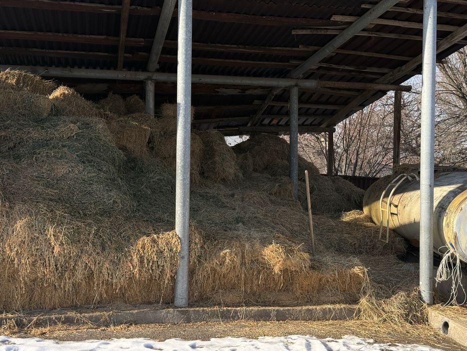 Клевер джонушка