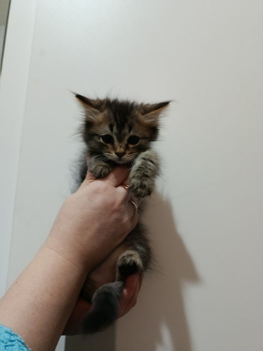 Продам котят, недорого