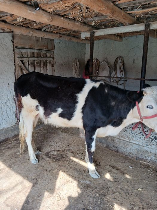 Моллар сотилади  манзил самарканд жомбойда