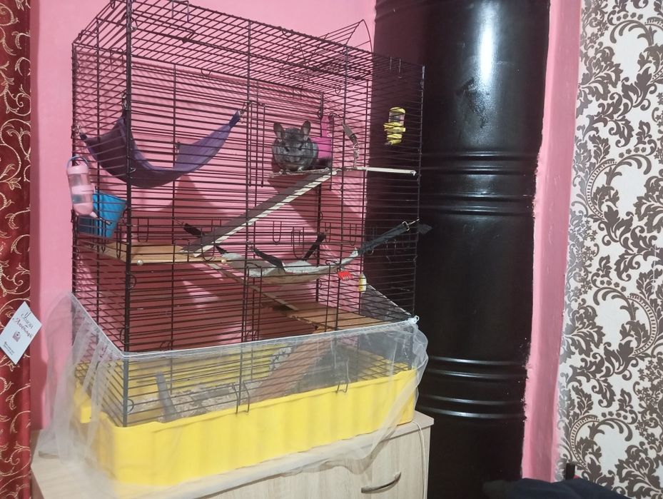 Продам шиншилу, мальчик, ручной, 2 года.