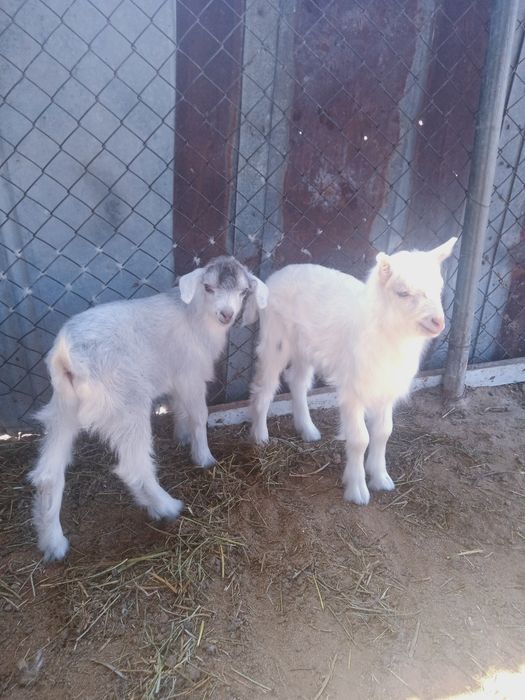 Продается дойная коза