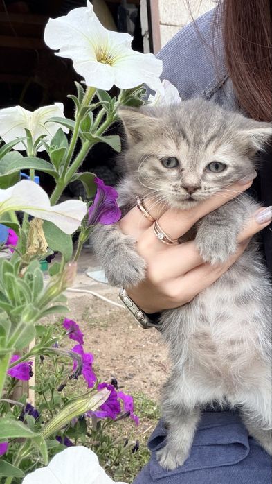 Отдам в добрые руки котят.