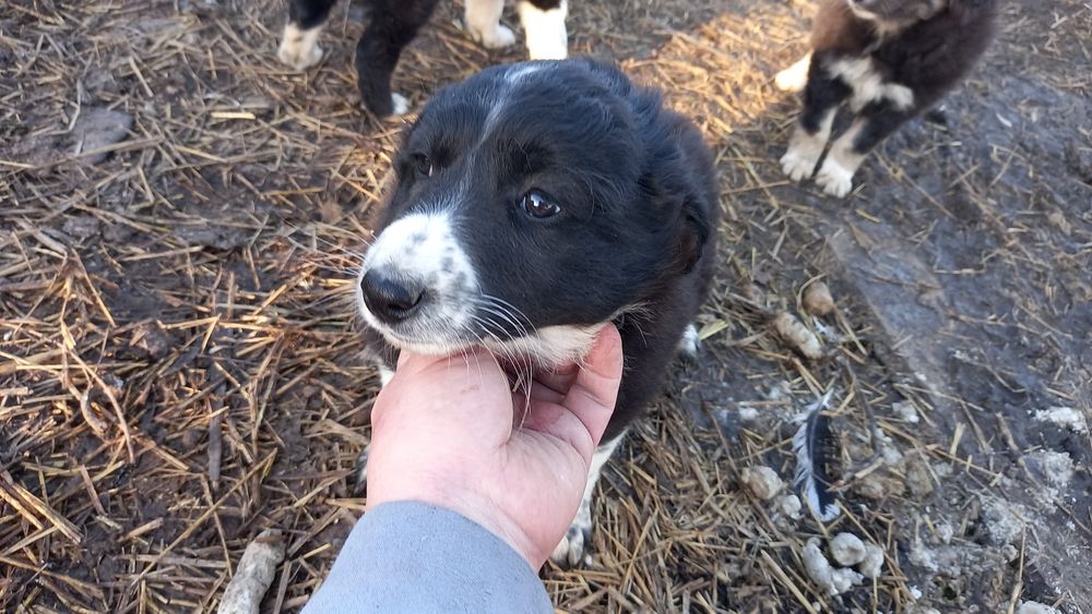 Щенков в добрые руки