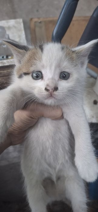 Отдам котёнка в хорошие руки