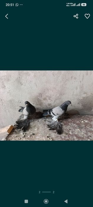 Голубей сизи тяга
