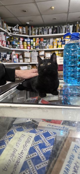 Отдам в добрые руки!