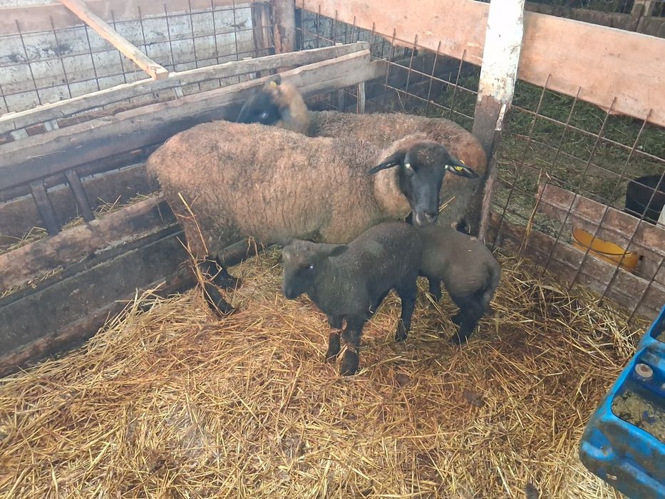 Oi sulfok de vânzare