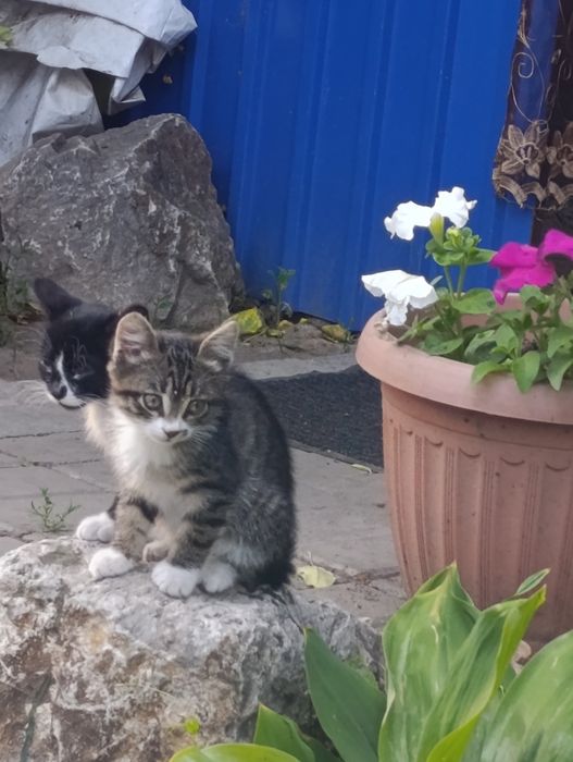 Отдам котят  2 месяца