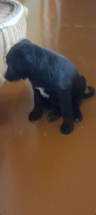 Срочно пристраивается мальчик!