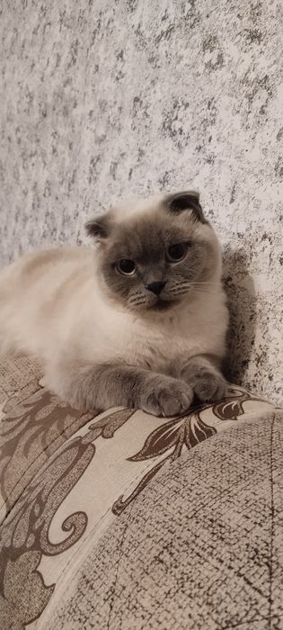 Кот британец вязка