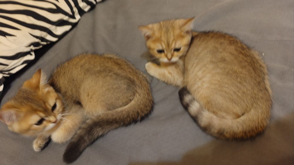 Продается  британский  кошки и котятаи котята.