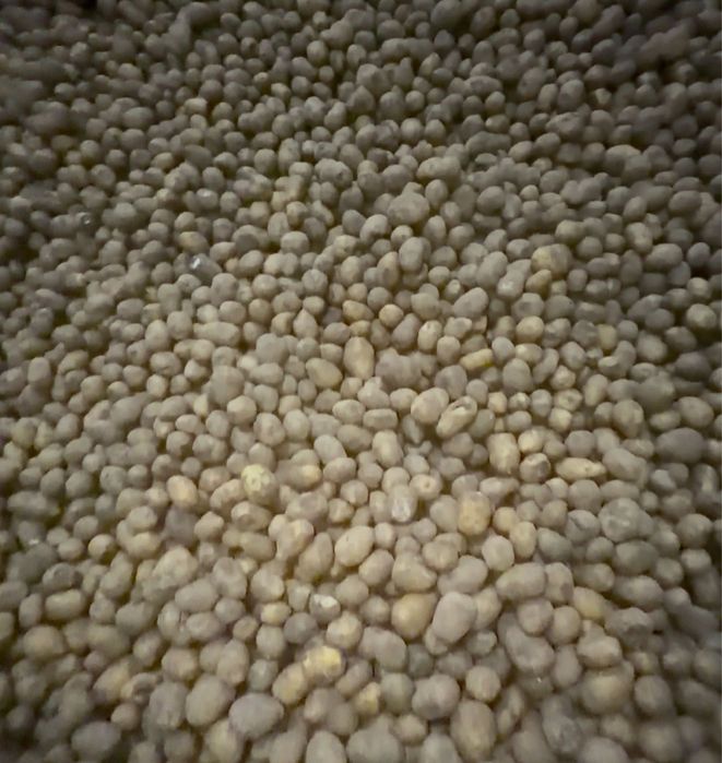 Продам семена Коломбо и Гала. Павлодар.