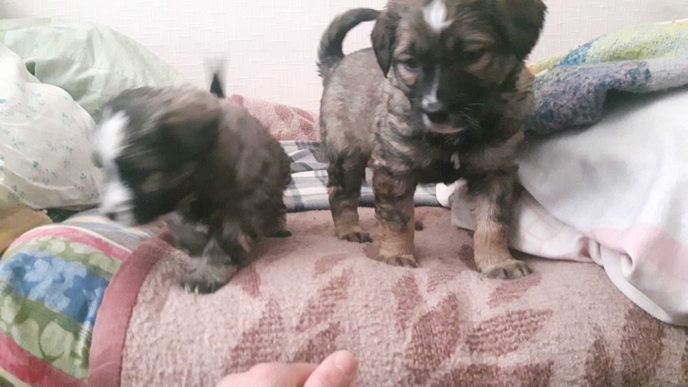 Щенки звоночки срочно