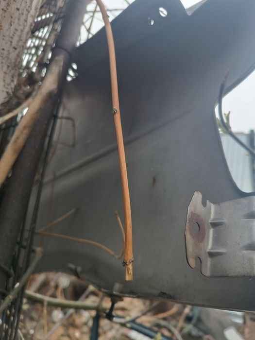 Левое Крыло на Бонго френди