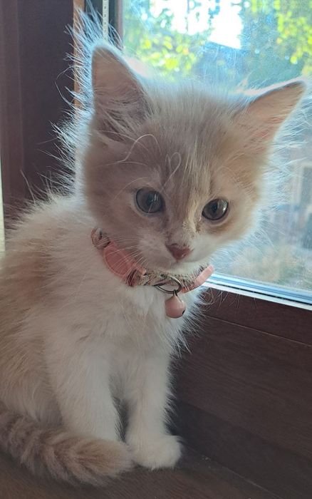 Rangi caramelniy 2 oyli  shringina zotli mushuk mehrbon qolaga berilad