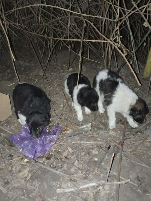 Щенки крупные в добрые руки