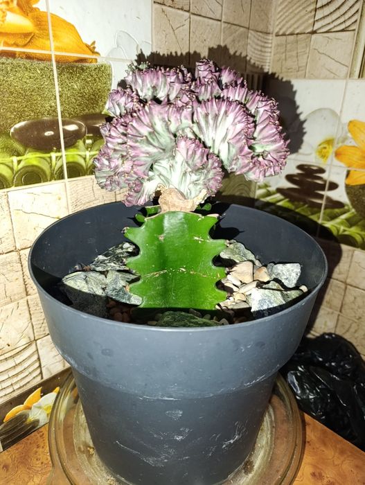 Продам коралловый кактус