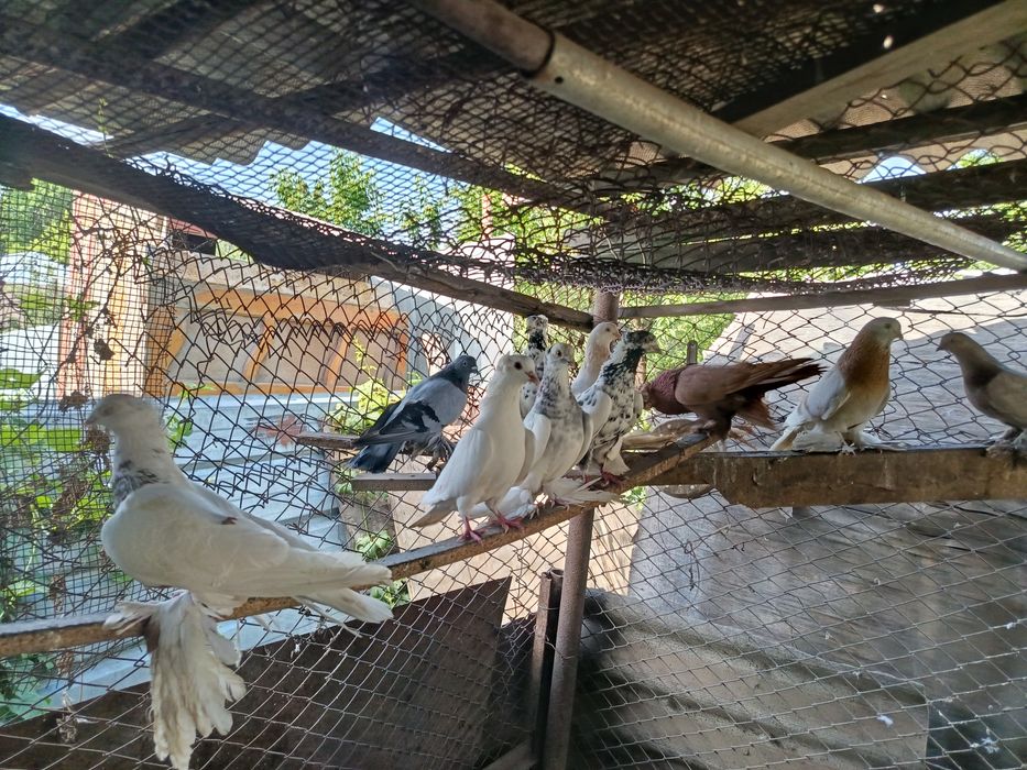 Продам голубей разных