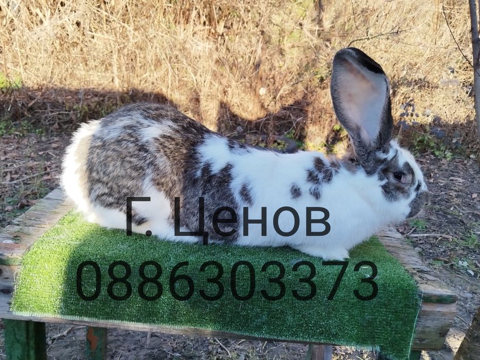 Продавам зайци  великани