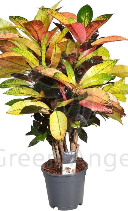 Кротон сорт миссис Айстон.