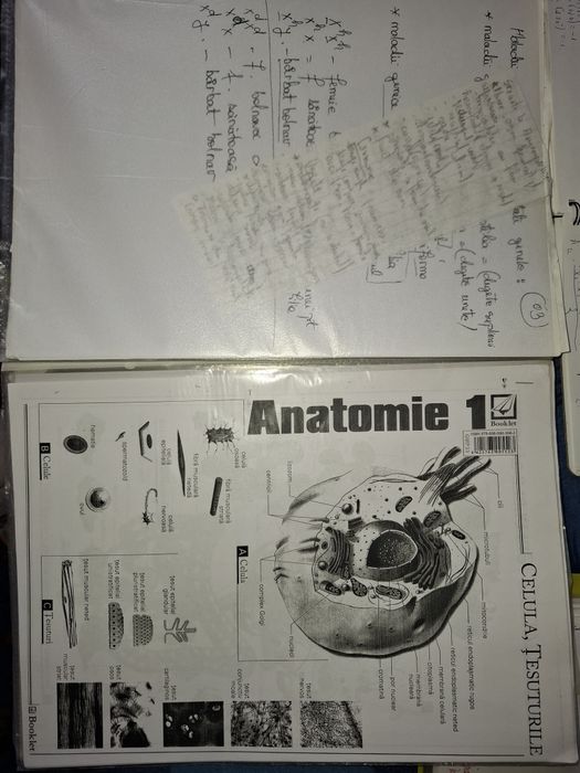 Materiale Bacalaureat