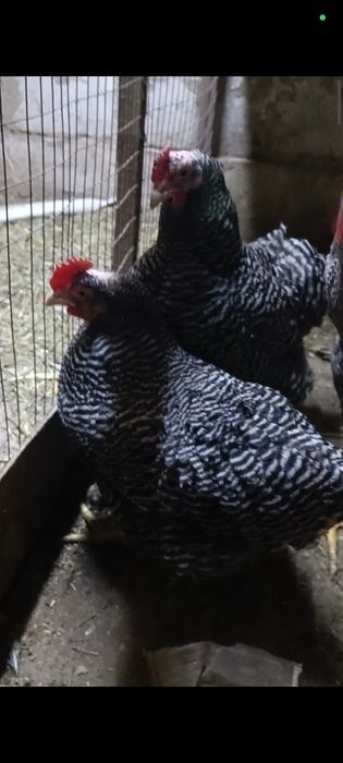 Продам циплят плимутрок