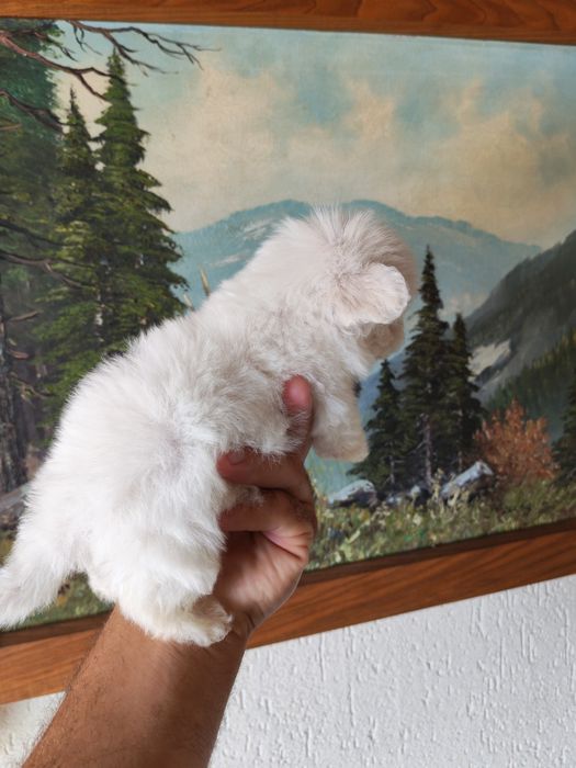 Bichon maltez talie mica disponibil