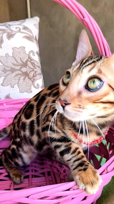 Бенгалы. Котята и подростки ! Шоу класс!