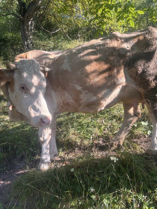 Vand vaca cu vitel !