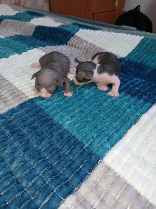 Бронь на сфинкс, чистокровные