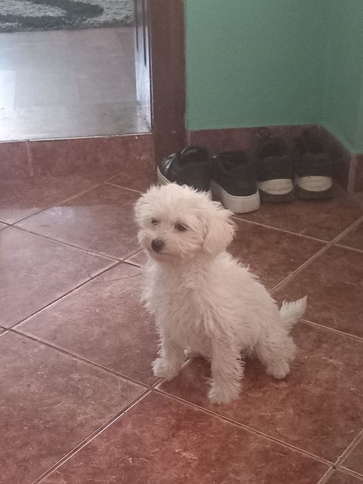 Cățelușă Bichon Maltez
