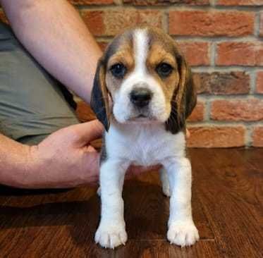 Pui Beagle Tricolor Pedigree