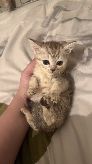 Котенка от британца