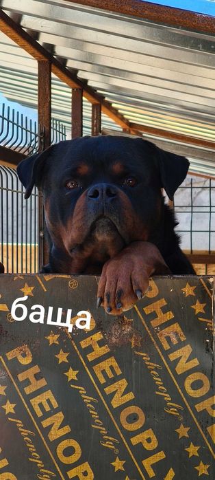 Ротвайлери от елитни родители
