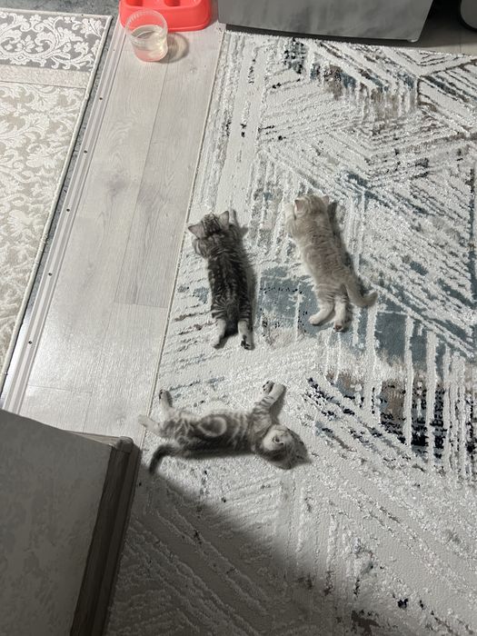 Котята  породистые шымкент