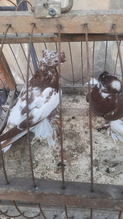 Голуби двухчубые молодые