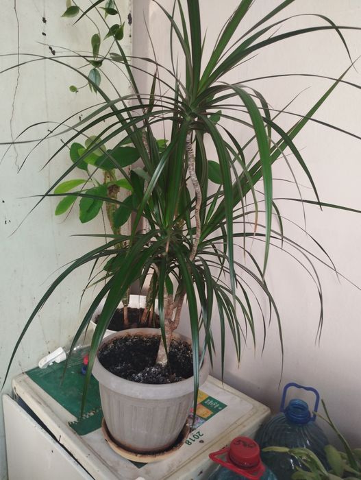 Продам драцена комнатное растение