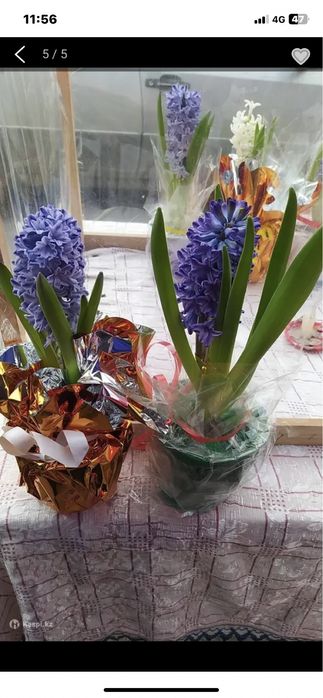 Цветы Геоцинты в горшочкх