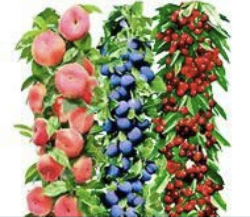 Pomi columnari orice soi anul 2/3/4 pe rod